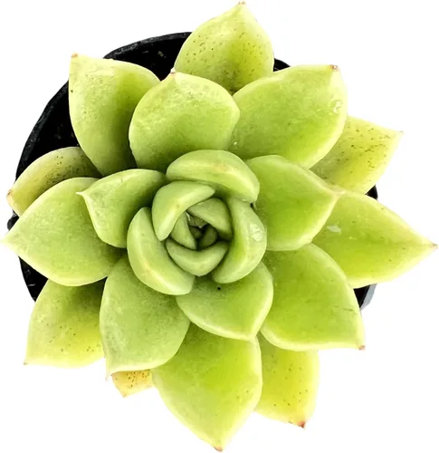 Miniatura 2 de Sprout N Green Echeveria 'Gilva', planta suculenta viva totalmente enraizada en macetas de 2 pulgadas con mezcla de tierra, planta de interior real