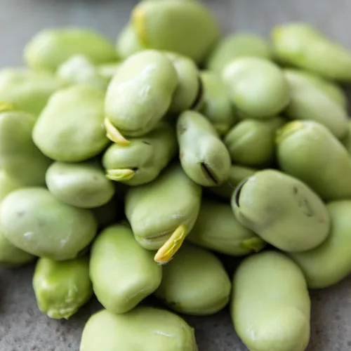 Miniatura 6 de Seed Needs Semillas de Frijol Lima para Plantar Frijoles Henderson Lima - Semillas de Vegetales Heirloom Sin OMG y Sin Tratar para Plantar un Jardín