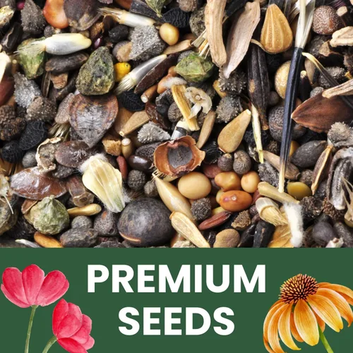 Miniatura 5 de Crazy Cosmos Mix - Sobre grande de 0.18 oz - 600 semillas de flores para plantar - Cosmos bipinnatus
