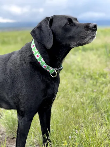 Miniatura 5 de Native Pup Collar de flores para perro, ajustable, pequeño, mediano y grande, linda chica para verano, primavera, bonito accesorio esencial