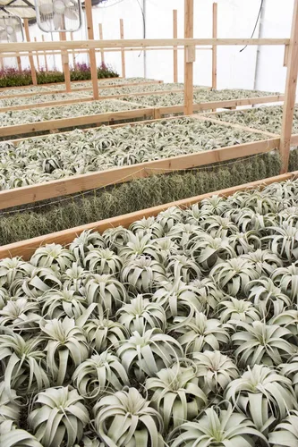 Miniatura 4 de Garden in the City Planta de aire Tillandsia Xerographica 6 pulgadas de ancho, cultivada en invernadero, se envía desde California