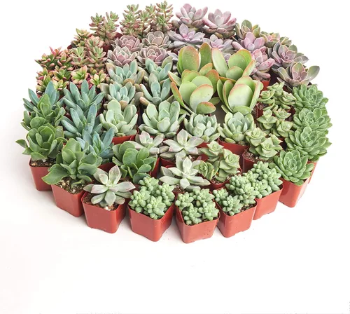 Shop Succulents Colección surtida de plantas suculentas, miniplantas suculentas vivas, bajo mantenimiento, mezcla de colores y texturas, recuerdos