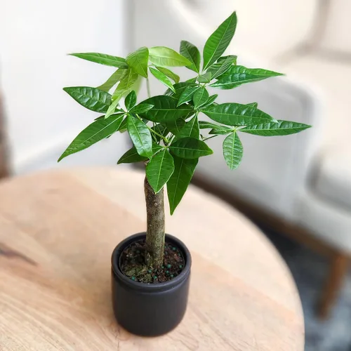 Miniatura 2 de Planta de Árbol de Dinero Viva, Árbol de Dinero Pachira Aquatica, Árbol de Dinero Feng Shui Pachira Aquatica, Planta Pachira Bonsai en Maceta