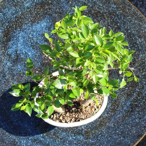 Miniatura 11 de Brussel's Bonsai - Árbol bonsái para interiores, M