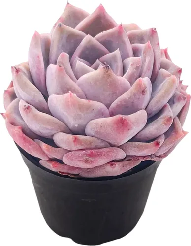 Miniatura 15 de Plantas suculentas vivas de 2 pulgadas, cactus con cono de pino, mini suculentas en maceta, planta de interior de fácil cuidado, regalos únicos