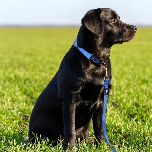 Miniatura 5 de Collar de perro ajustable de Hamilton, 3/8 pulgadas, Negro