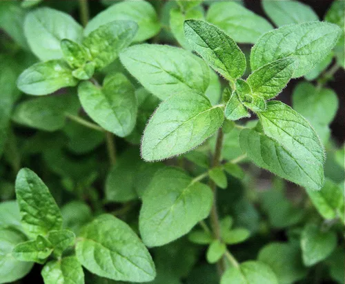 Miniatura 7 de Semillas de mejorana dulce sin OMG hierbas para plantar 1000 semillas
