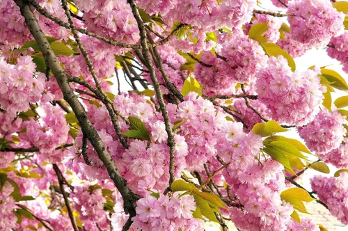 Miniatura 6 de TomorrowSeeds - Semillas de árbol de cerezo japonés - Más de 30 unidades - para plantar 2026 Sakura Pink Floración Asiático Oriental Ornamental