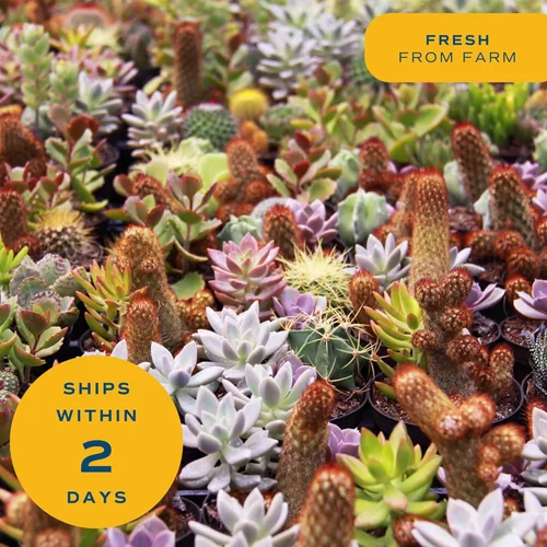 Miniatura 6 de Costa Farms Mini suculentas vivas, planta de interior Echeveria, hermosas plantas de interior vivas en bonitas macetas de piedra de decoración, gran
