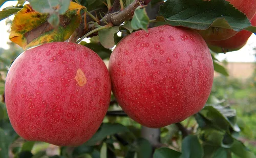 Miniatura 8 de Fuji Apple Tree - Cultiva fruta fresca - Planta viva enviada 3 pies de alto por DAS Farms