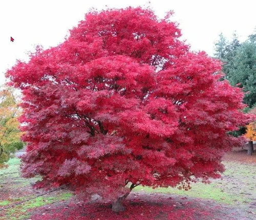 Miniatura 2 de Planta viva de arce rojo japonés, árbol de 1 a 2 pies de alto en maceta de 3 pulgadas, arce rojo enano ornamental al aire libre para paisajismo