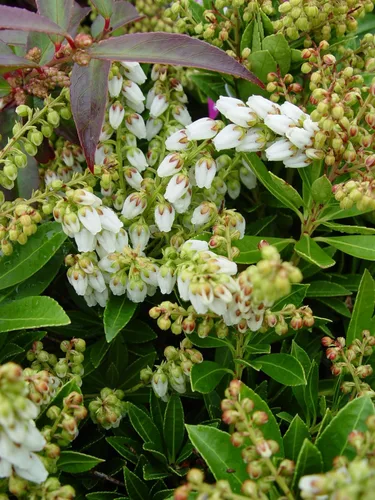 Miniatura 9 de Pieris jap. 'Compacta' (Andrómeda japonesa compacta) Evergreen, #3 - Contenedor