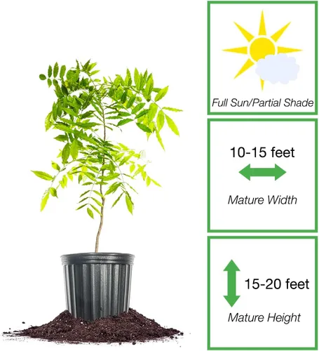 Miniatura 2 de Perfect Plants Enredadera de glicina colgante amatista 1 galón Arbusto vivo para plantación al aire libre Enredaderas de rápido crecimiento