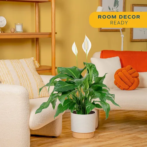 Miniatura 2 de Costa Farms - Lirio de paz Spathiphyllum, planta viva de interior Maceta de decoración moderna