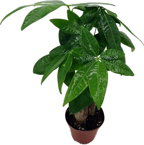 Miniatura 2 de Árbol de dinero retorcido - Pachira - Maceta de 3" - Tendencia