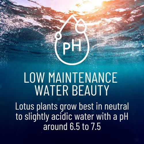 Miniatura 4 de Lotus Seeds (paquete de 30) – Loto de agua acuática para plantar – Cultivar en estanque Koi, cuenco o contenedor – Planta de jardín de agua