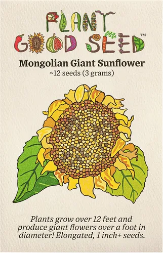 Miniatura 13 de Plant Good Seed Semillas de girasol orgánicas Double Goldy F1 – Paquete de 50, semillas tradicionales para plantar flores, suministros