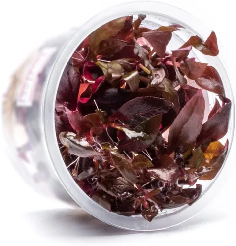 Miniatura 60 de Planta viva SubstrateSource - Hierba enana Eleocharis Belem cultivada en tejidos acuáticos para acuario - 100% libre de caracoles en copa in vitro