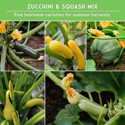 Miniatura 4 de Survival Garden Seeds Bóveda de semillas de la colección Calabacín y Calabacín – Semillas de reliquia sin OMG para plantar verduras – Surtido