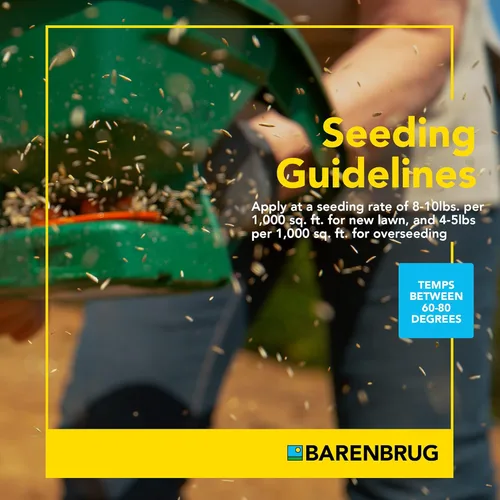 Miniatura 4 de Barenbrug Turf Star Semilla de césped regenerante de raigrás perenne con revestimiento Yellow Jacket, mezcla de semillas de césped de acción rápida