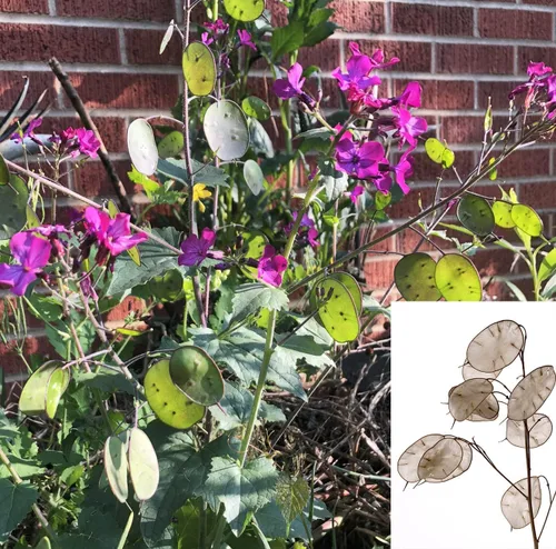 Smoke Camp Crafts Semillas orgánicas de plantas de dinero (Lunaria Annua Violet) 25 semillas (0.02 oz) - Honesty, Moneywort, Moonwort, Silver Dollar
