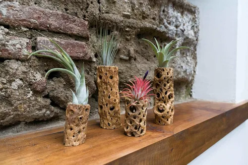 Miniatura 4 de Air Plant Shop Paquete de 12 recipientes de madera Cholla natural de 6 pulgadas con plantas de aire surtidas de Tillandsia, al por mayor y a granel