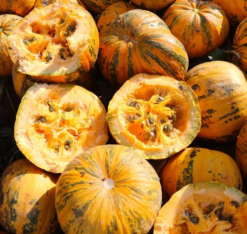 Miniatura 4 de TomorrowSeeds - Semillas de calabaza Kakai Hulless - Más de 20 unidades - para plantar Hulless Naked Dark Green Orange Black Stripe Oleaginosas