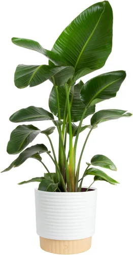 Costa Farms White Bird of Paradise - Planta viva en maceta decorativa, planta de interior grande, perfecta para decoración del hogar, habitación u