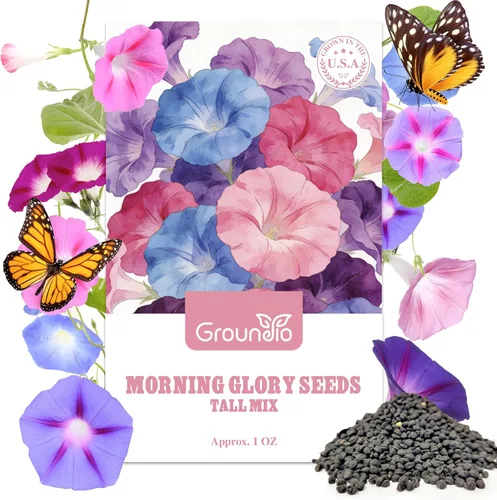 Groundio Morning Glory Seeds, mezcla de colores y altos, paquete grande de 1 onza de semillas de vid trepadoras de rápido crecimiento para plantar
