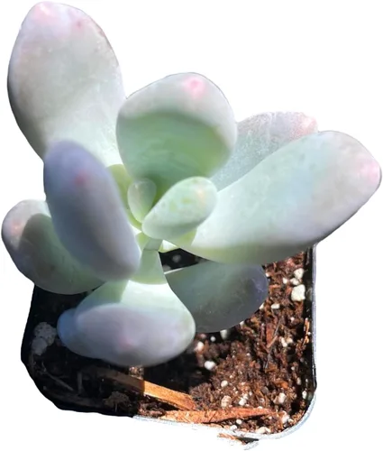 Plantas suculentas vivas Pachyphytum Plantas (maceta de 2 pulgadas Pachyphytum Oviferum-Lavender Pebbles)