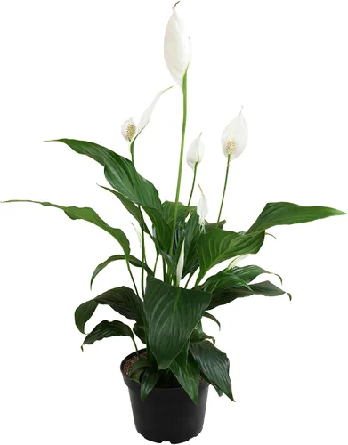 Miniatura 3 de Lirio de la paz en maceta de 6 pulgadas para plantas, planta de lirio de fácil paz para interiores, plantas vivas de interior, plantas