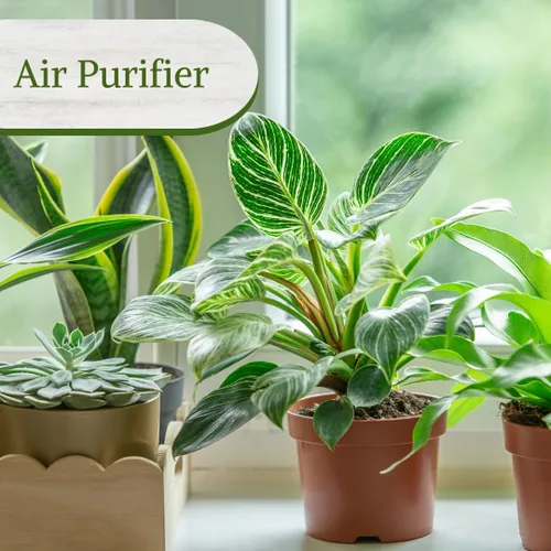 Miniatura 7 de Philodendron Plant Live Colección exclusiva (paquete de 4) – Birkin raro, Gloriosum, Princesa Rosa y Mago Blanco en maceta de 2 pulgadas; plantas