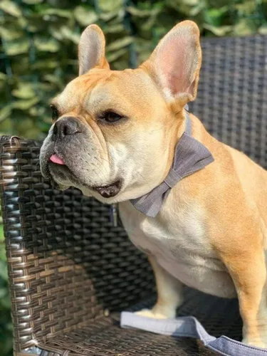 Miniatura 6 de Lionet Paws Collar de perro con corbatín, duradero, ajustable y cómodo para perros pequeños, cachorros y gatos, cuello de 10 a 16 pulgadas