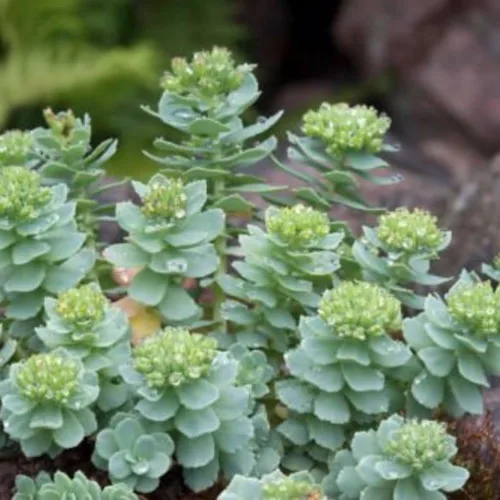 Miniatura 6 de Roseroot (Rhodiola rosea) - Cultiva ahora o almacena para futuras plantaciones - Cápsula de 10 semillas