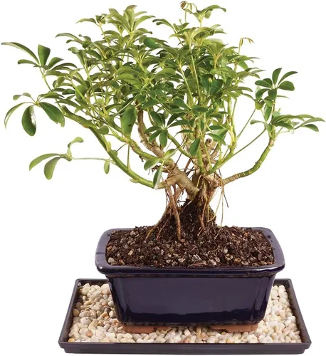 Miniatura 8 de Brussel's Bonsai Árbol Bonsái Hawaiano Umbrella Vivo - Mediano, 5 Años, 6 a 10 Pulgadas - Árbol Bonsái de Interior con Maceta de Agua para Bonsái