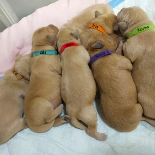 Miniatura 7 de 15 Piezas Collares de Parto para Cachorros Collares para Mascotas Recién Nacidas Bandas de Identificación Ajustables Suaves de Doble Cara Collares