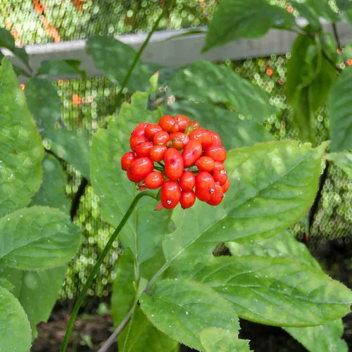 Miniatura 7 de 50 Semillas Ginseng Americano Semillas Preciosos Materiales Medicinales Ginseng Salvaje