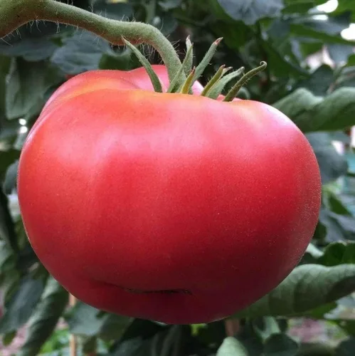 Miniatura 3 de Semillas de tomate Ponderosa Roja de 100 Conte,marca "COOL BEANS N SPROUTS". Heirloom. No-OMG. Jardinería en casa.