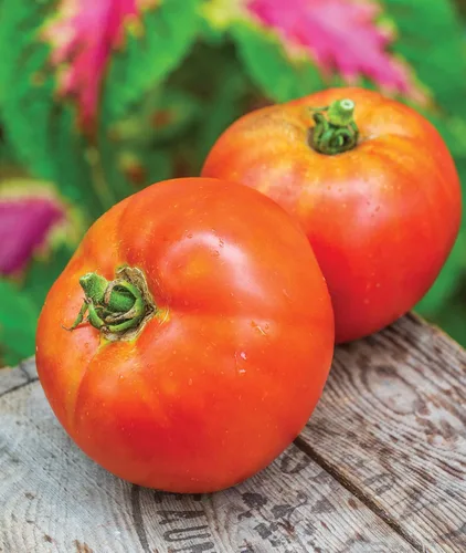 Burpee 'Better Boy' - Semillas de tomate híbridas, gran variedad de tomate rojo en rodajas, 30 semillas de vegetales sin OMG para plantar, tomate