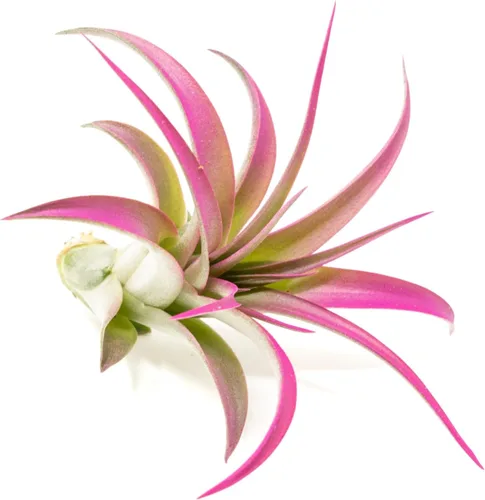 Plantas de aire Tillandsia coloridas fucsias, plantas de interior de Tillandsia vivas de larga duración mejoradas con color vivo - Decoración para