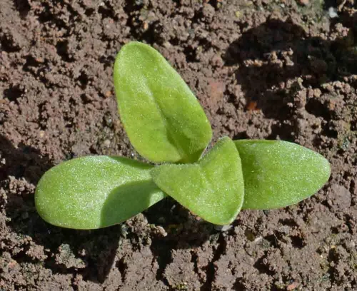 Miniatura 4 de Semillas de flores de caléndula, mezcla de belleza pacífica, paquete de 2,000 semillas por Seeds2Go