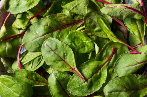 Miniatura 4 de Remolacha Ruby Queen 150 Seeds (Beta vulgaris) Heirloom - Polinizado abierto