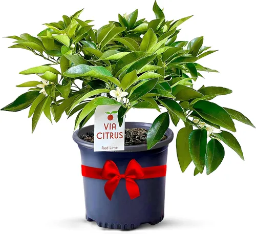 Miniatura 11 de Calamondin Tree - Plantas vivas para exteriores de 18 a 22 pulgadas de alto, árboles frutales de interior enanos, plantas vivas que no se pueden