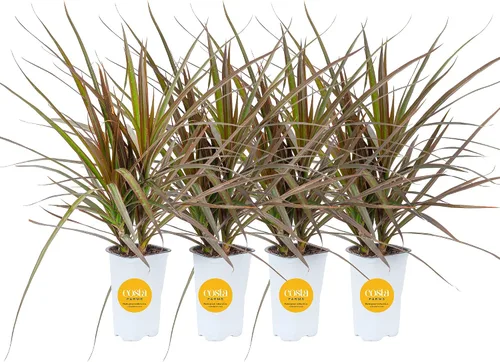 Miniatura 10 de Costa Farms Dracaena - Planta viva para interiores y exteriores en maceta de cultivo, planta de interior de follaje verde tropical de fácil cuidado