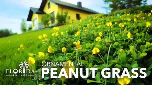 Miniatura 3 de Hierba ornamental de maní Planta de tamaño grande de 1 galón Arachis glabrata Cubierta de suelo tolerante a la sequía Alternativa de césped