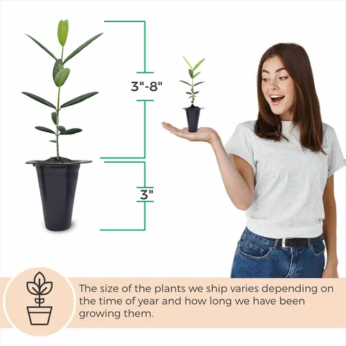 Miniatura 3 de Olivo Arbequina (paquete de 4) Real Olea Europaea Plantas fáciles de cultivar Gran regalo para celebraciones Cultiva tu propia comida en tu