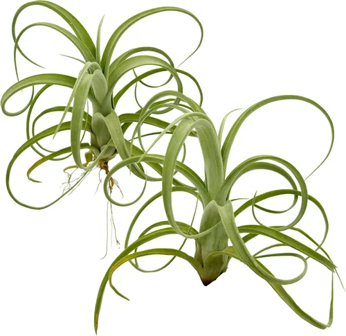 Miniatura 13 de ragnaroc Plantas de aire vivo – Tillandsia Curly Slim Jumbo – 1 unidad de 5 a 9 pulgadas – Ideal para regalos y regalos, plantas de interior vivas