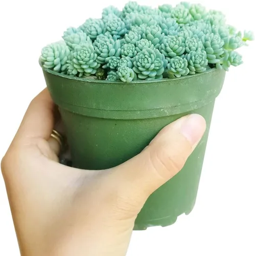 Sedum Little Missy - Suculenta Sedum Major (maceta de plástico de 4 pulgadas) | Mejor cubierta de suelo suculenta