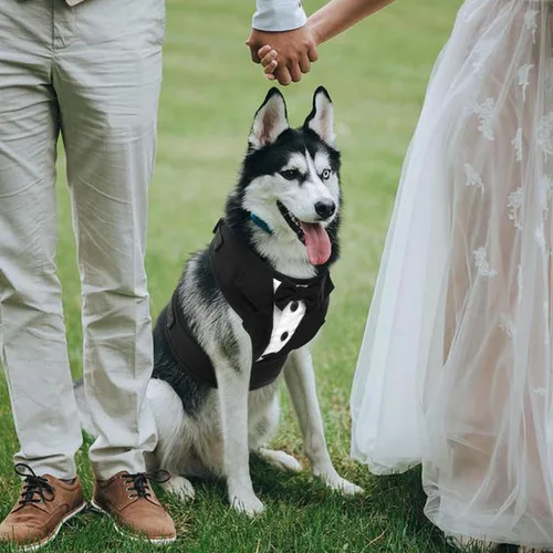 Miniatura 5 de Kuoser Arnés de esmoquin para perro, arnés ajustable para mascotas sin tirones para perros pequeños y medianos, traje de boda para perros con Negro