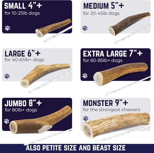 Miniatura 8 de Devil Dog Pet Co. Cornamentas de alce para perros, extra grandes 17,8 cm+, 1 paquete, grado A, masticable duradero para masticadores agresivos, asta